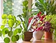 5 домашни средства, с които ще забравите за вредителите по цветята