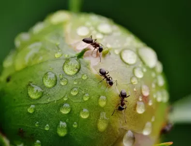 Ефективни натурални средства за борба с мравките