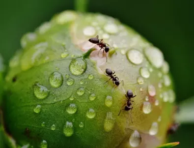 Как да прогоним мравките и хлебарките