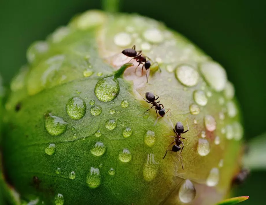 Как да се отървете от мравките веднъж завинаги