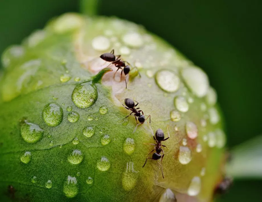 Как да се справим с летящите мравки вкъщи?
