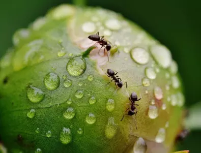 Ухапванията от мравки - какви са рисковете за здравето?