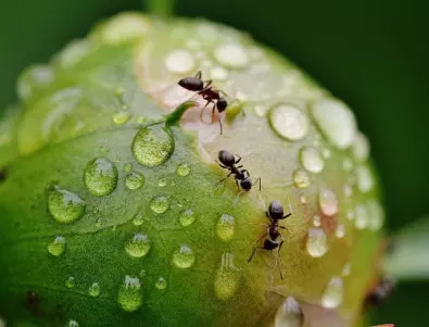 Естествени методи за борба с мравки в градината