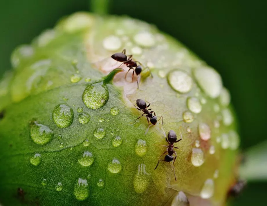 Засадете ТЕЗИ растения, за да прогоните мравките от градината