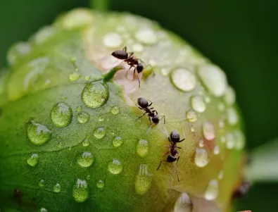 Бабите на село гонят мравките от двора с този ефективен трик