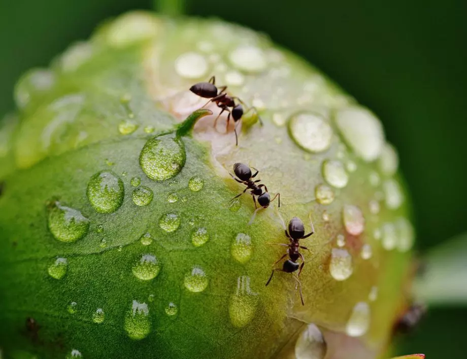 Как оцеляват мравките през зимата?