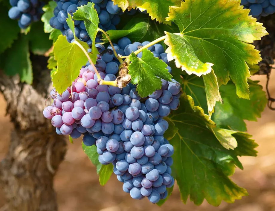 Как да предпазим гроздето от брашнеста мана?