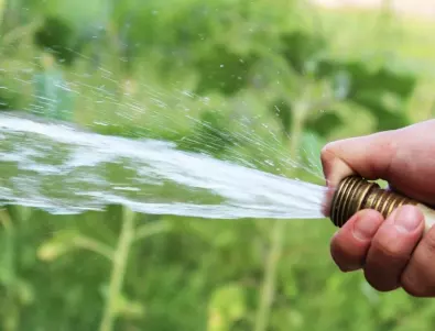 Важно: Ето как да поливате тиквичките, за да удължите плододаването