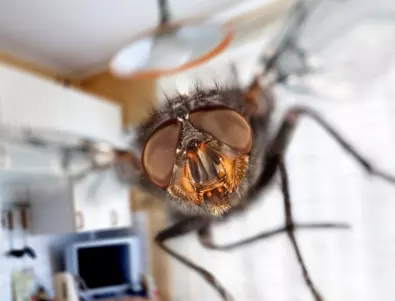 Бърз метод: ето как да се предпазим от мухи!