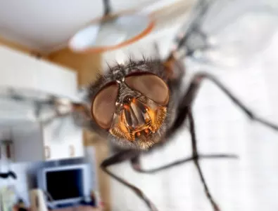 Знаете ли с какво се храни домашната муха?