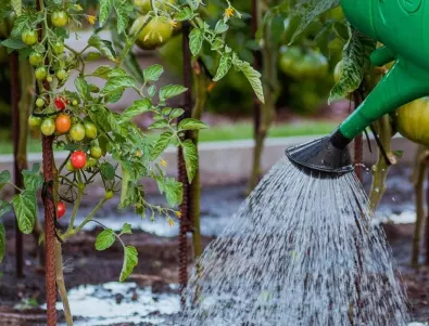 Ако искате наесен да събирате доматите с лопати, направете това сега