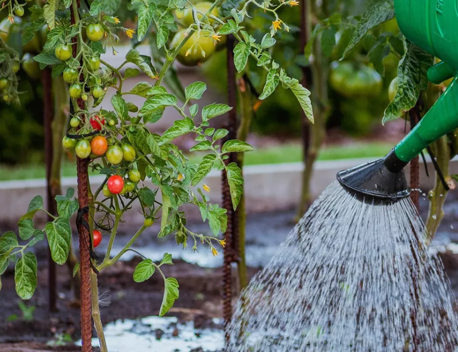 Защо опитните градинари пръскат зеленчуците със сапунена вода? Това всеки трябва да го знае!
