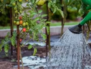 Правилно поливане на доматите - Защо е толкова важно?