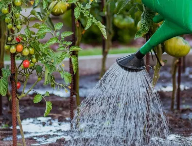 До какво води прекаленото поливане на доматите