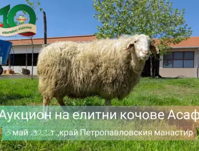 Аукцион на елитни кочове в последния ден на Събора на овцевъдите