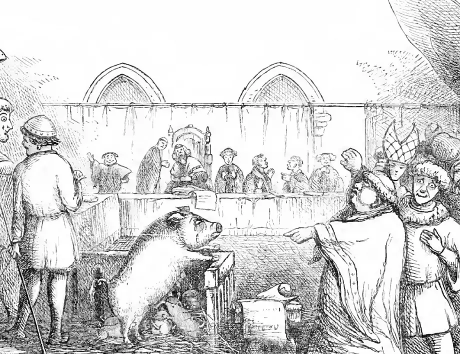 Средновековно правосъдие: През XIV век осъдили прасе на смърт за убийство