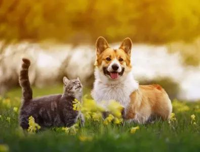 Като куче и котка: Кои зодии не могат да се разберат?