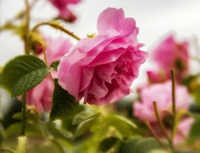 Пролетно торене на розите - кога, как и с какъв тор се прави