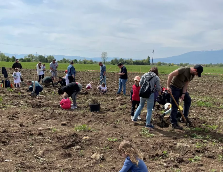 Близо 7000 дръвчета засадиха служители на Нестле България и доброволци в „Новата гора край София-2“