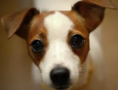 Зеленски награди кученцето сапьор Патрон (ВИДЕО)