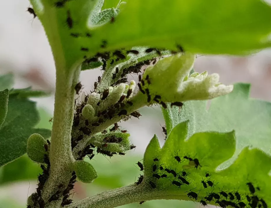 Градинар разкри как най-лесно можем да се отървем от листните въшки