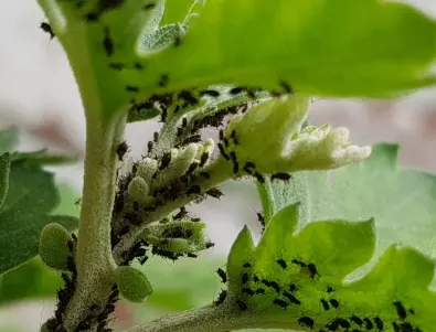 Спасете вашите краставици от листните въшки с тези 3 ефективни метода
