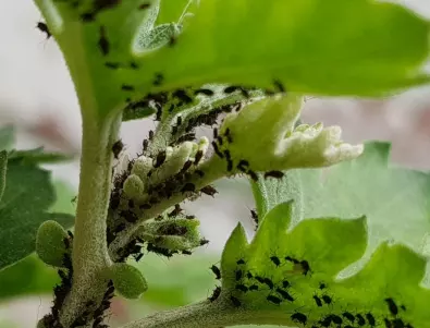 Ето как да забравите за листните въшки по доматите