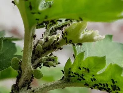 С какво да напръскаме краставиците, за да унищожим листните въшки?