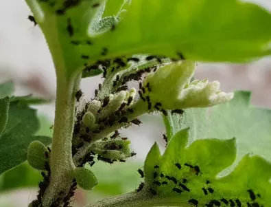 Този трик избави мнозина градинари от борбата с мравки и листни въшки