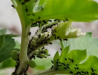 Премахване на листни въшки от стайните растения: Ето какво трябва да знаете