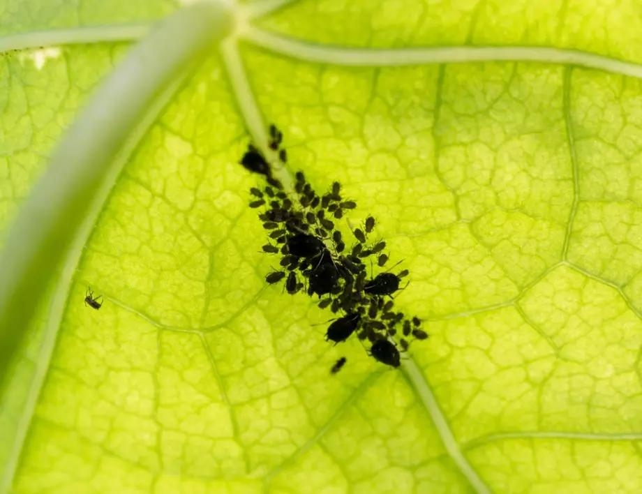Ако искате да защитите растенията от листни въшки, използвайте някое от тези 3 средства