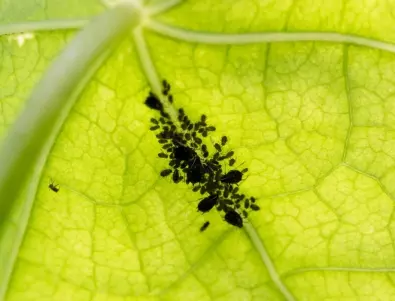 Ефективен и естествен метод за борба с листни въшки в градината
