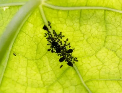 3-те най-добри рецепти против листни въшки, които всеки градинар трябва да знае