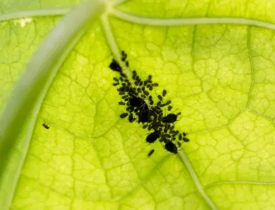 Плевелът, който ще ви избави от листните въшки и охлювите в градината