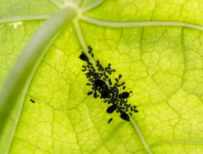 3 ефективни средства за защита на растенията от листни въшки