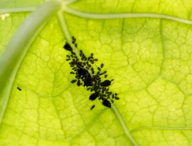 Градинар: Лесно се отървах от листните въшки в градината БЕЗ опасни препарати