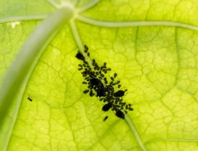 Опитните градинари използват само разтвор със САПУНЕНА ВОДА против листни въшки - ето рецептата