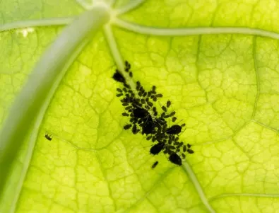 Топ метода за защита на растенията от листни въшки