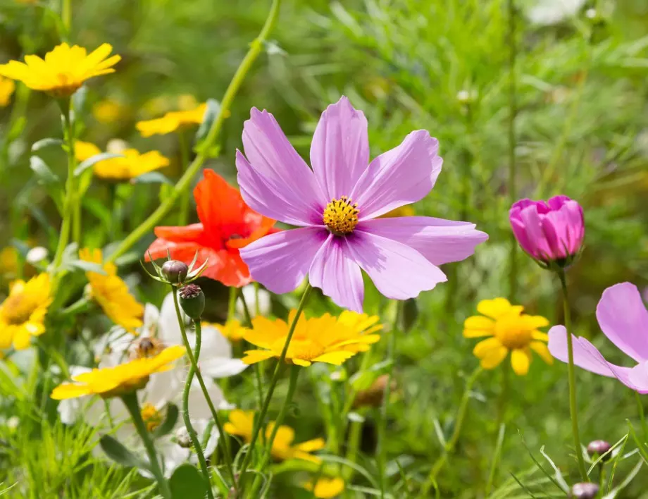 Ако искате силен и приятен мирис, засадете ТЕЗИ цветя в градината