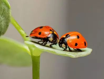 Топ 20 интересни факти за насекомите
