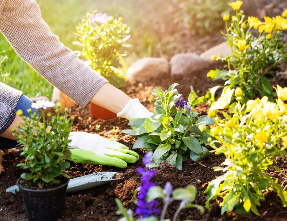 5 лесни за отглеждане цветя, с които да украсите градината