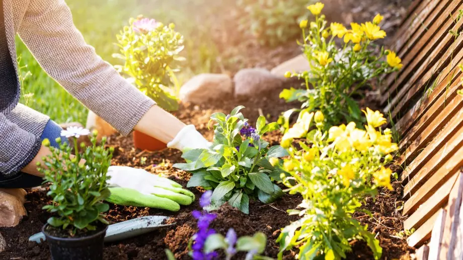 5 варианта за използване на сода в градината: Идеи за градинарите