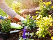 Ето как да засадим градина ДОРИ и през АВГУСТ