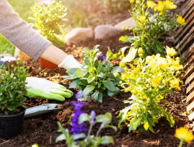 Задължително засадете ТАЗИ билка в градината си
