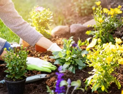Цветя за септември: Ето какво може да засадите в градината