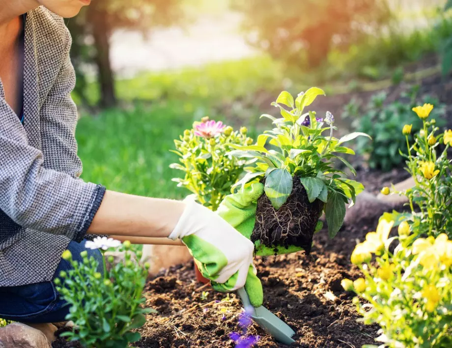 Градинарство през пролетта: Насоки за начинаещите градинари