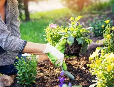Градинарите съветват: Ето какво да направите в градината през МАЙ
