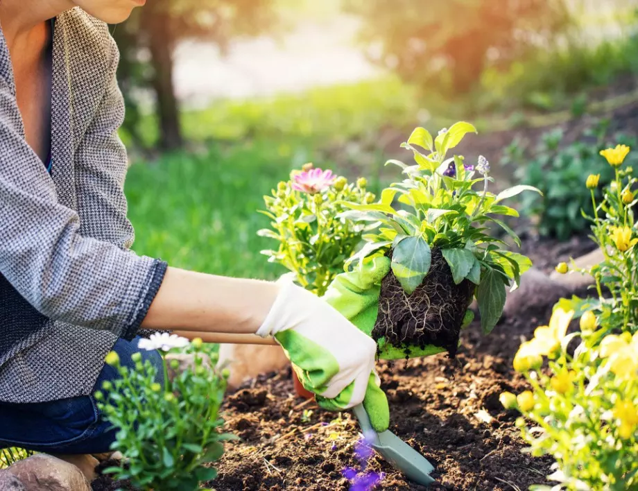 4-те най-лесни и бърз начини да вдъхнете живот на градината ви 
