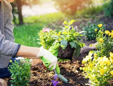 Градинарите през СЕПТЕМВРИ: Ето какво да предприемете в градината