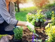 5 грешки в градинарството, които почти всеки допуска